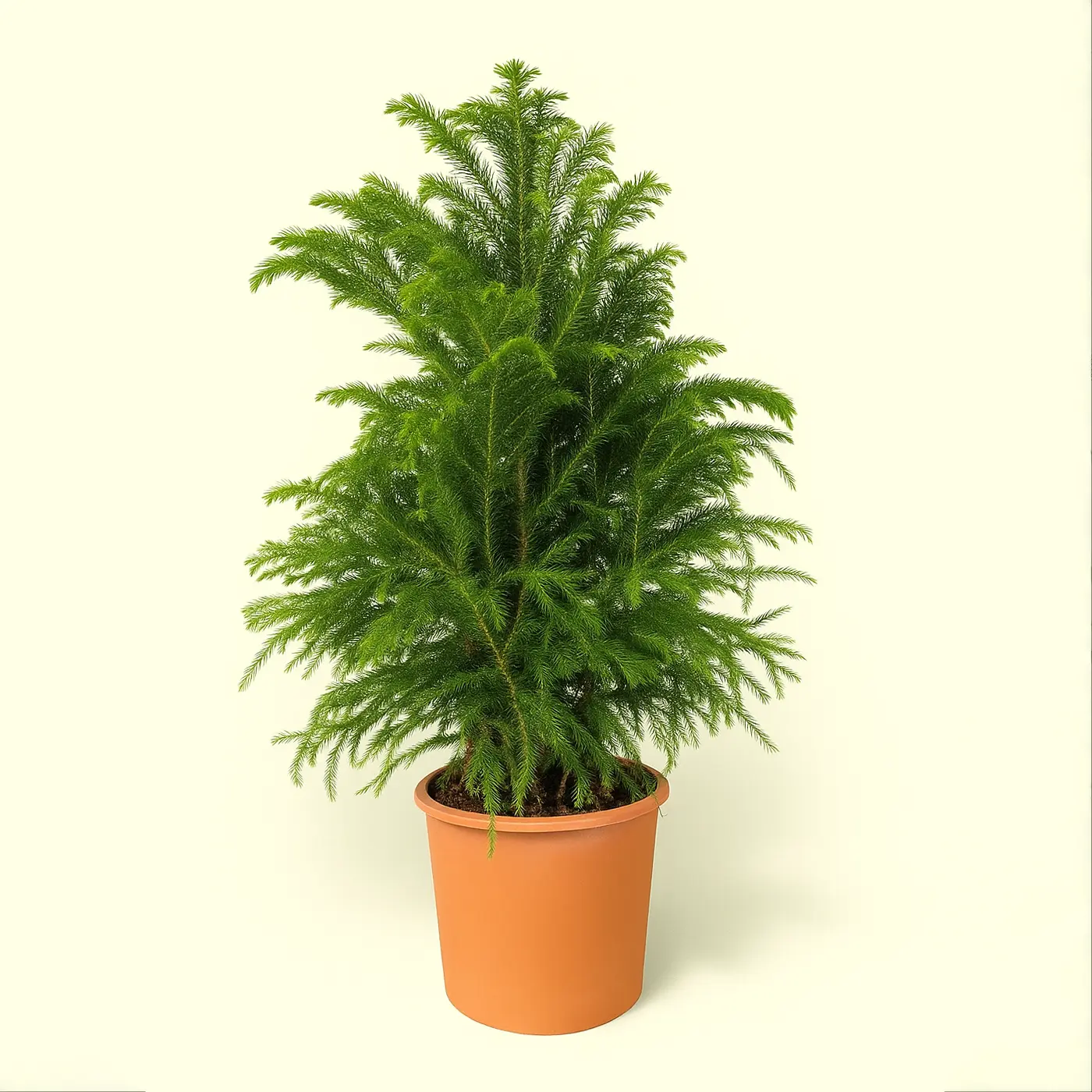 Араукария Хетерофилла 24/75