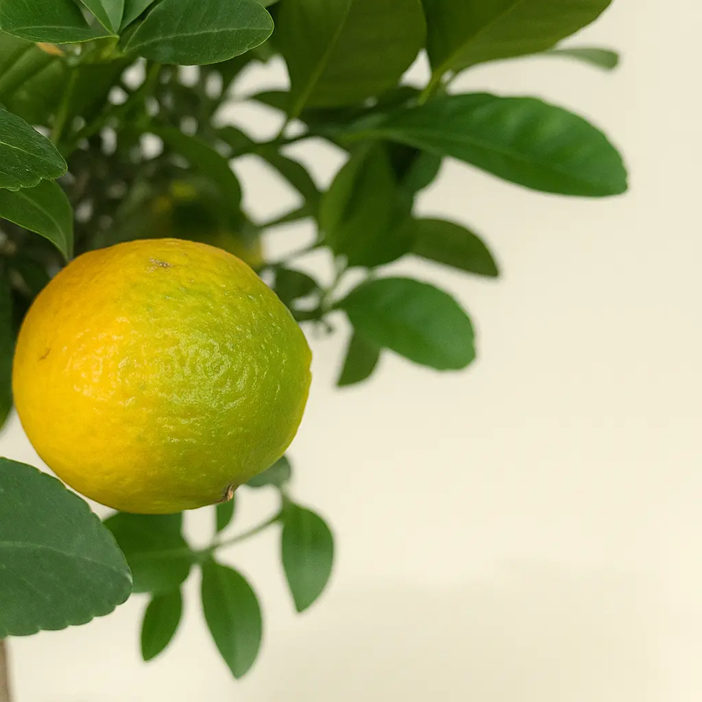 Цитрус Лиметта 15/40