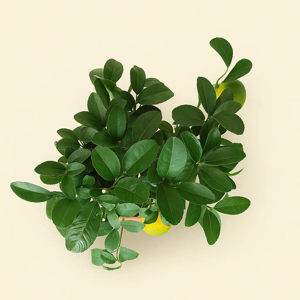 Цитрус Лиметта 15/40