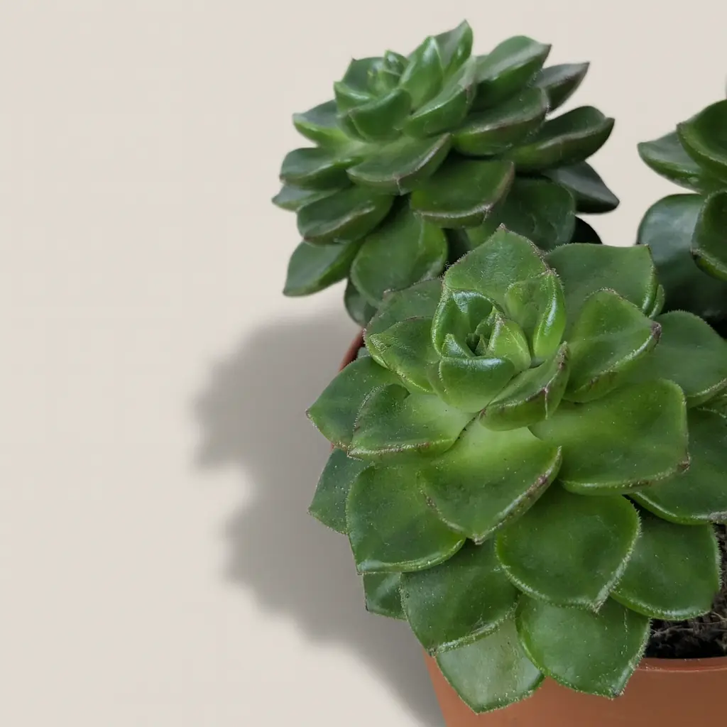 Эхеверия Афинес 10/15