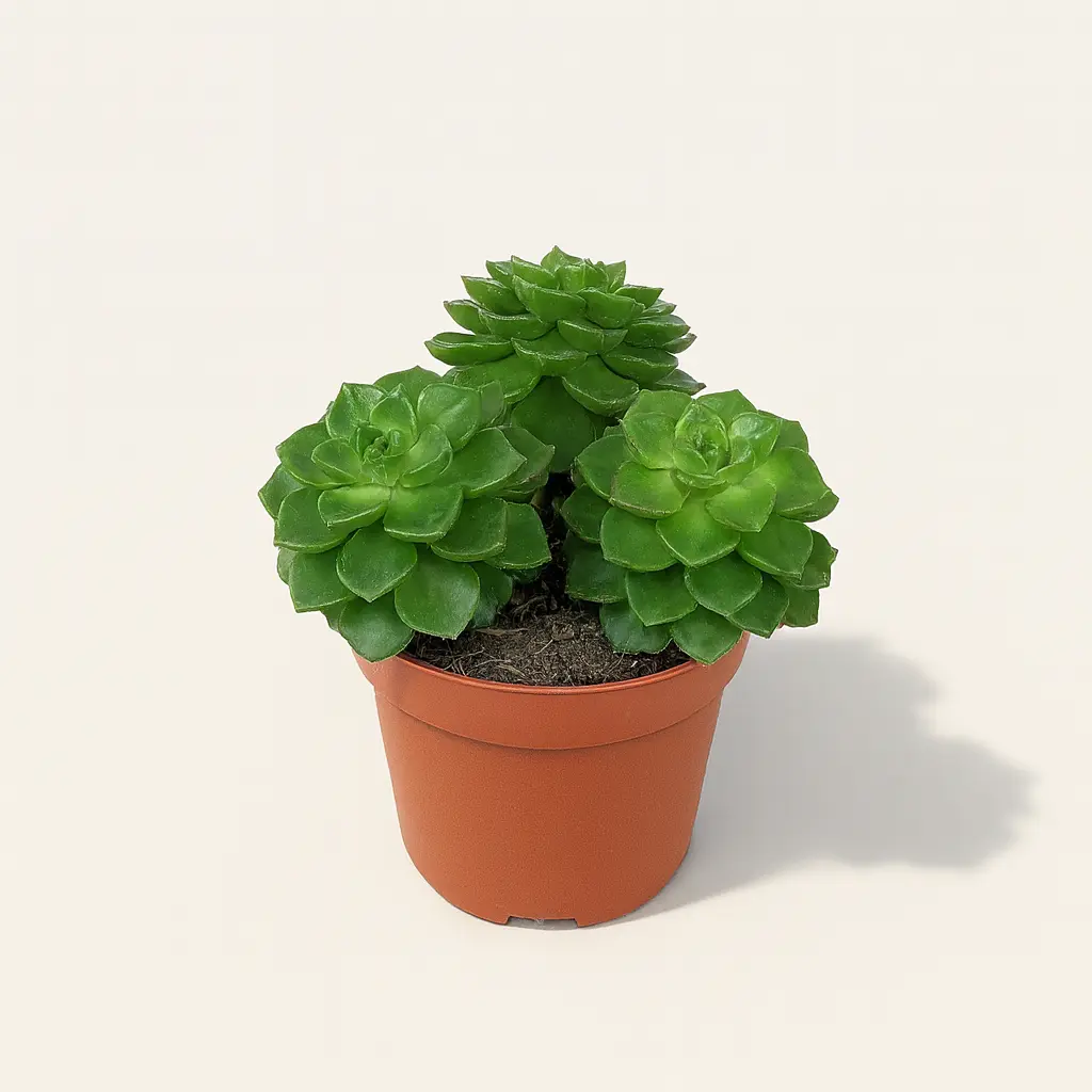 Эхеверия Афинес 10/15