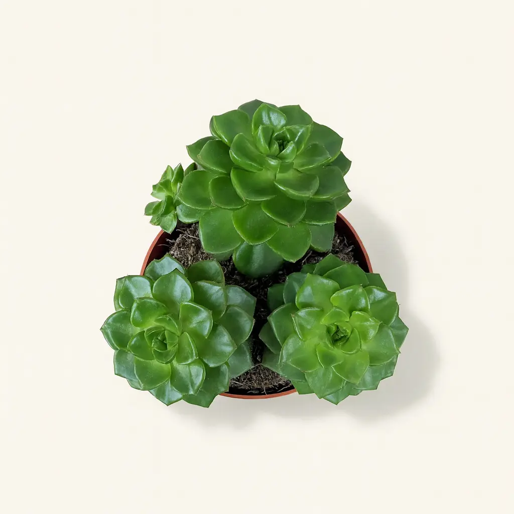 Эхеверия Афинес 10/15