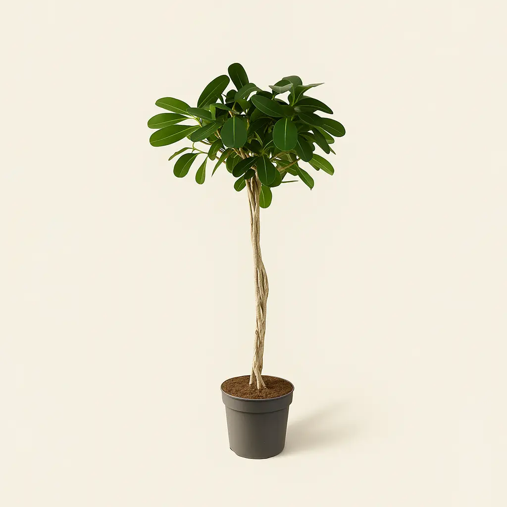 Фикус Микрокарпа переплетённый 24/110