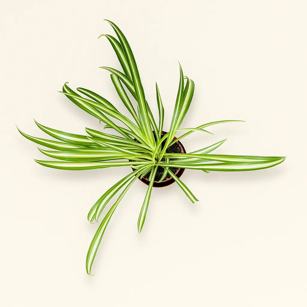 Хлорофитум Вариегатум 12/35