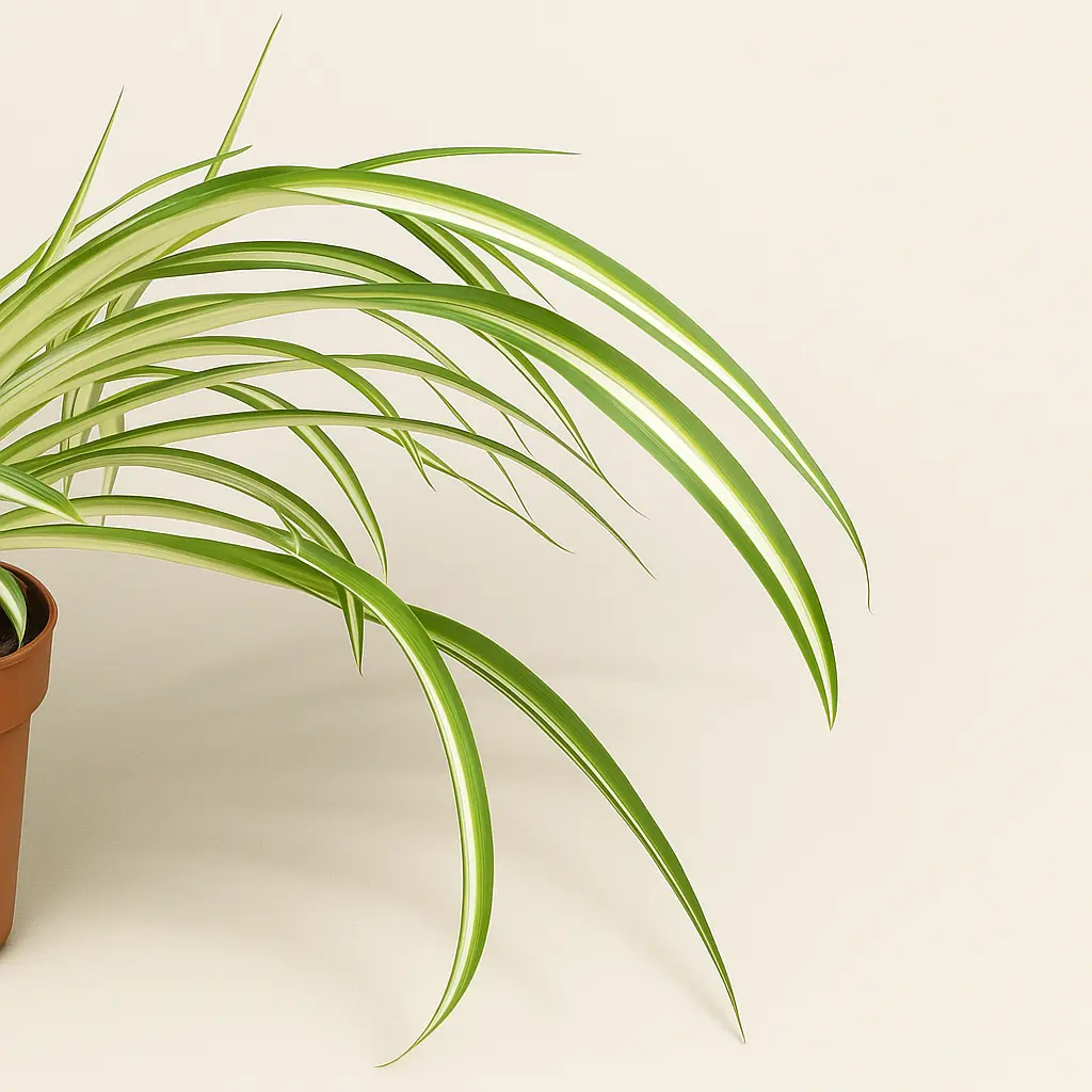 Хлорофитум Вариегатум 12/35