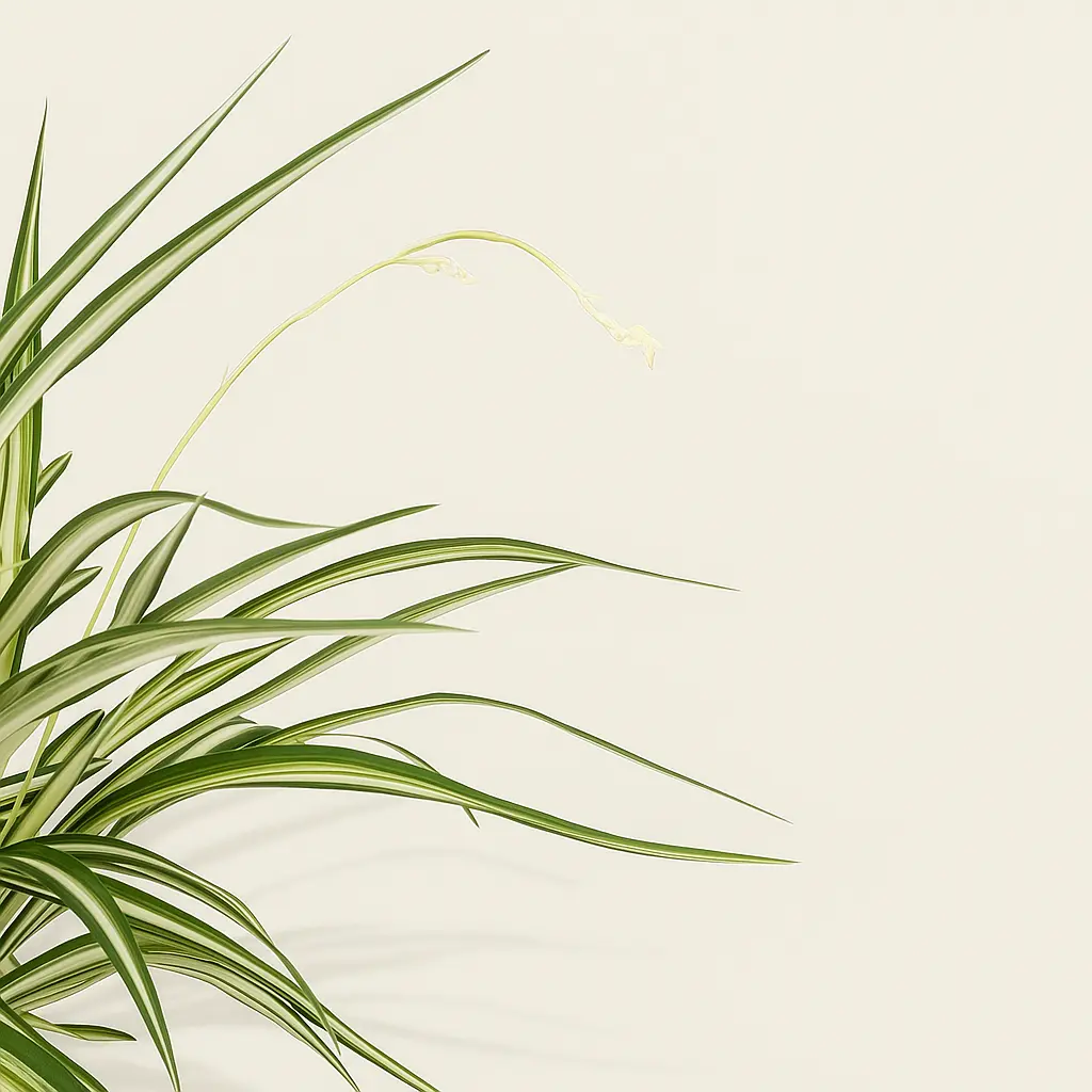 Хлорофитум Витатум 14/50