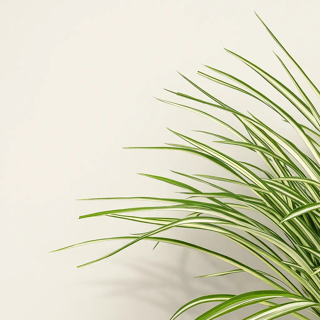 Хлорофитум Витатум 14/50