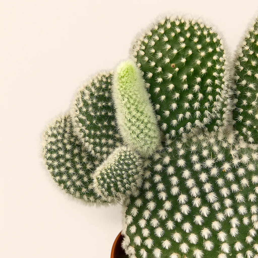 Опунция Мелковолосистая Албиспина 8/20