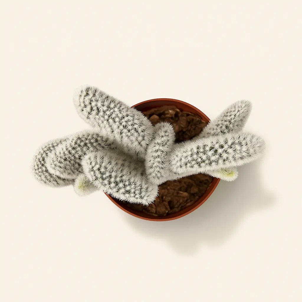 Опунция Мелковолосистая Албиспина 8/20