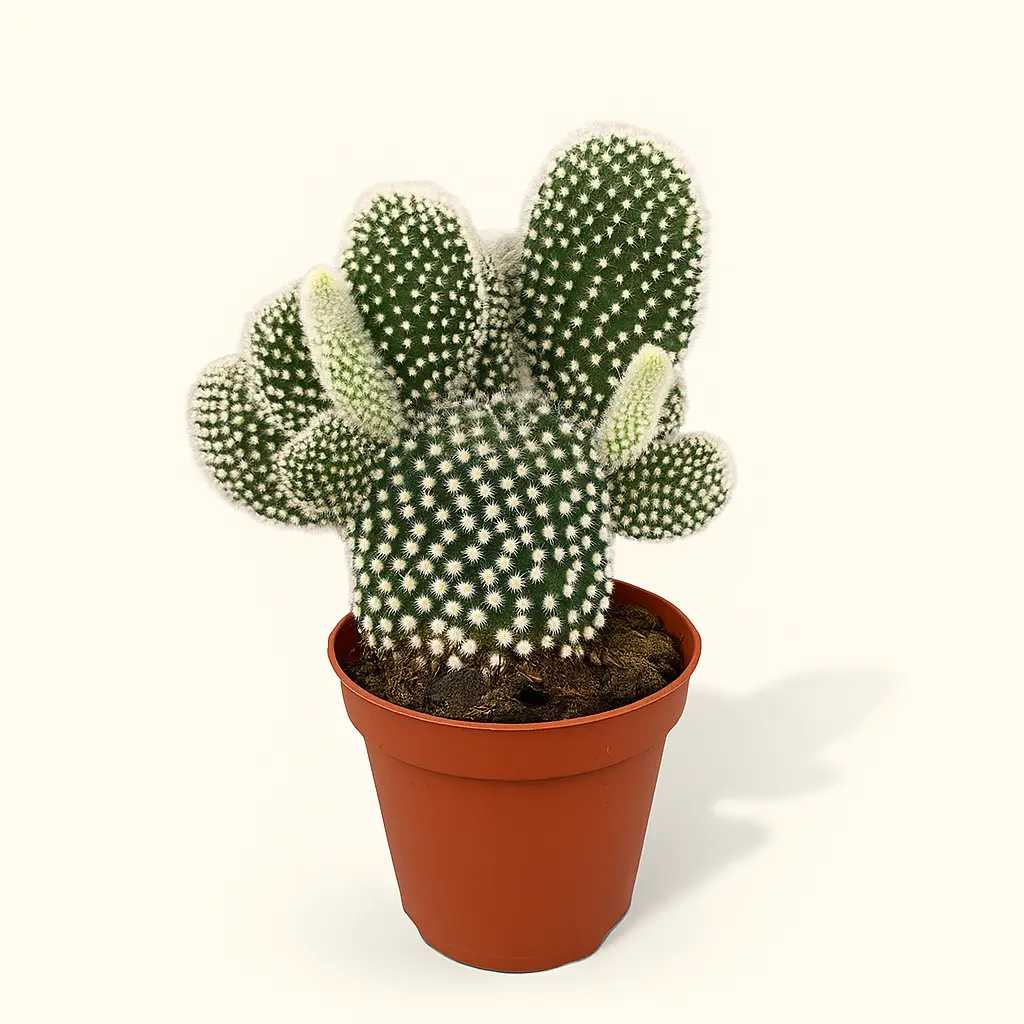 Опунция Мелковолосистая Албиспина 8/20