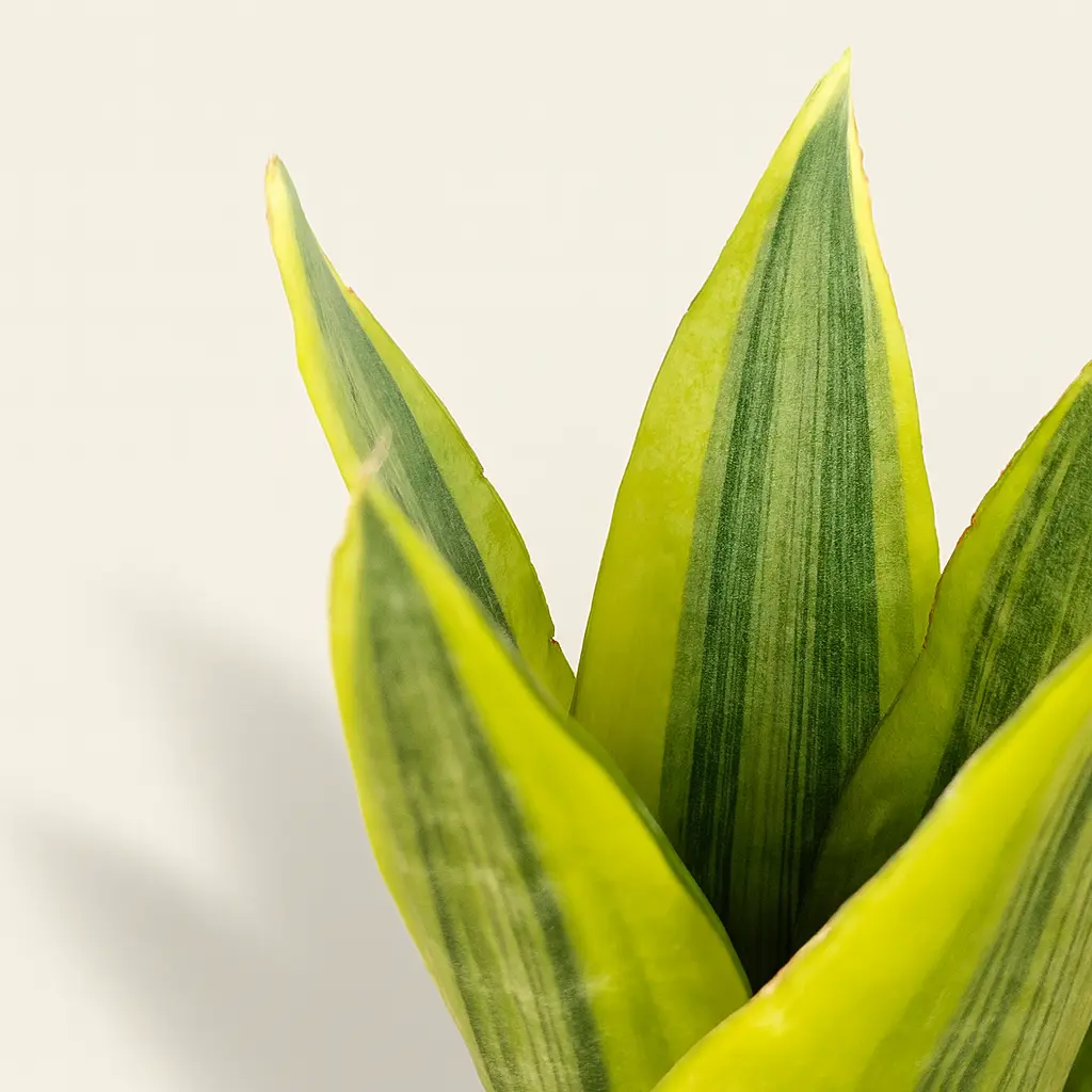 Сансевиерия Ямайка Квин вариегатная 9/25