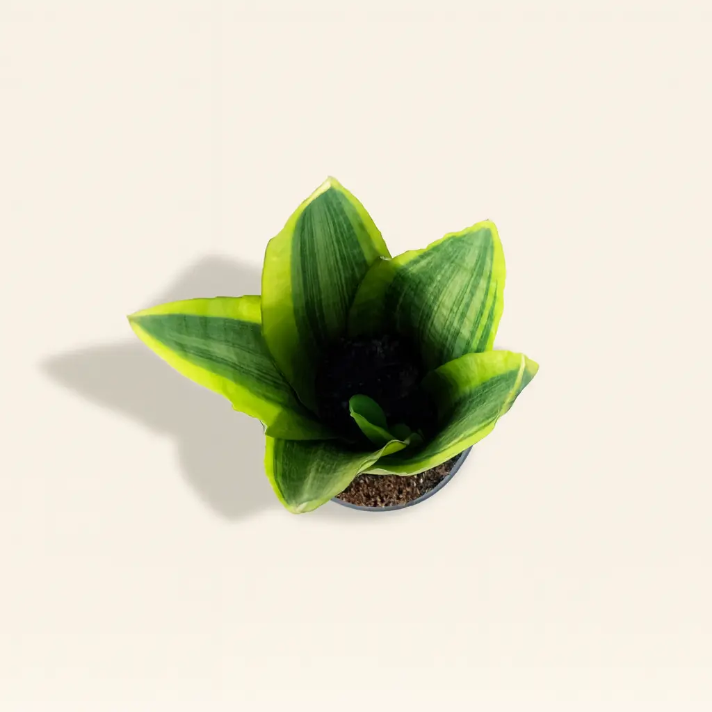 Сансевиерия Ямайка Квин вариегатная 9/25