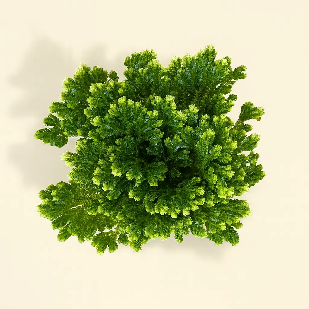 Селагинелла Мартенса Йори 9/15