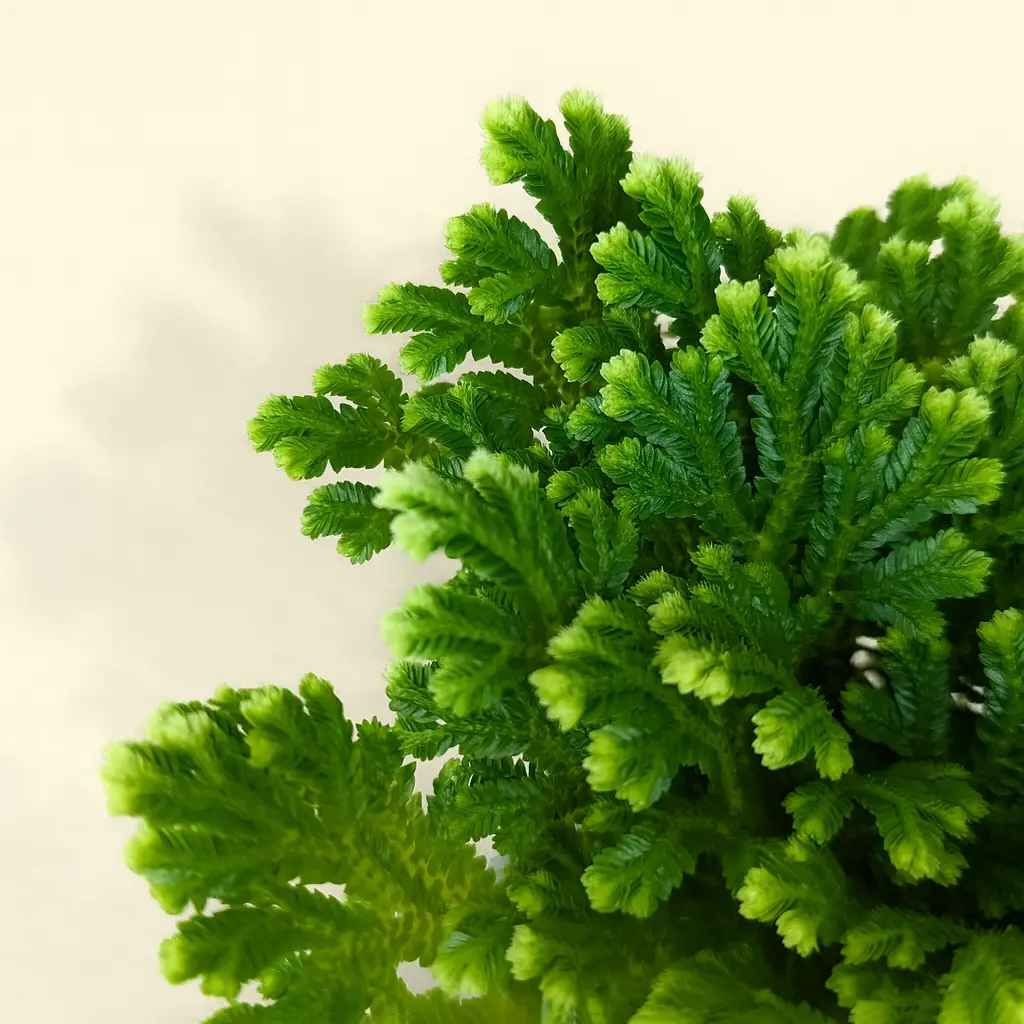 Селагинелла Мартенса Йори 9/15