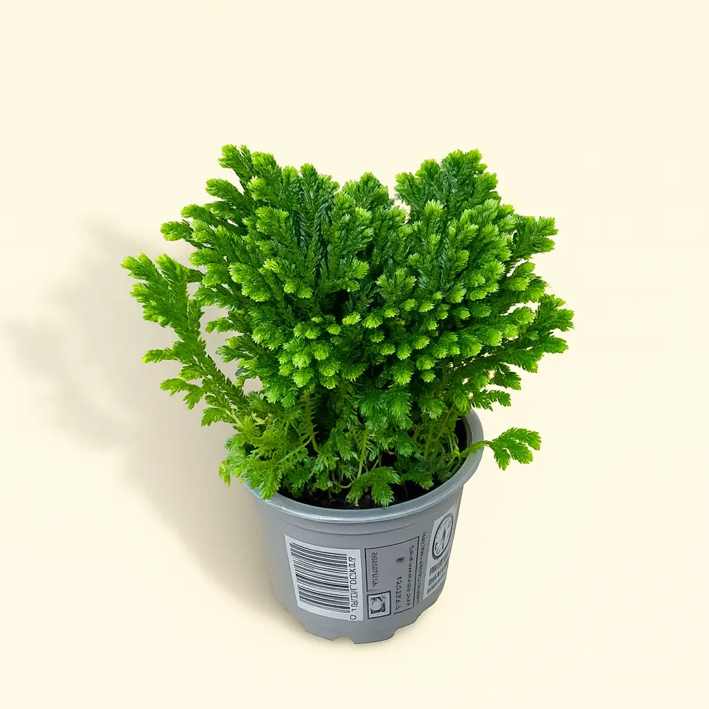 Селагинелла Мартенса Йори 9/15