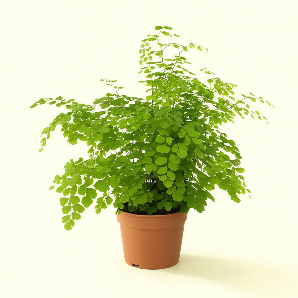 Адиантум Фрагранс 14/35