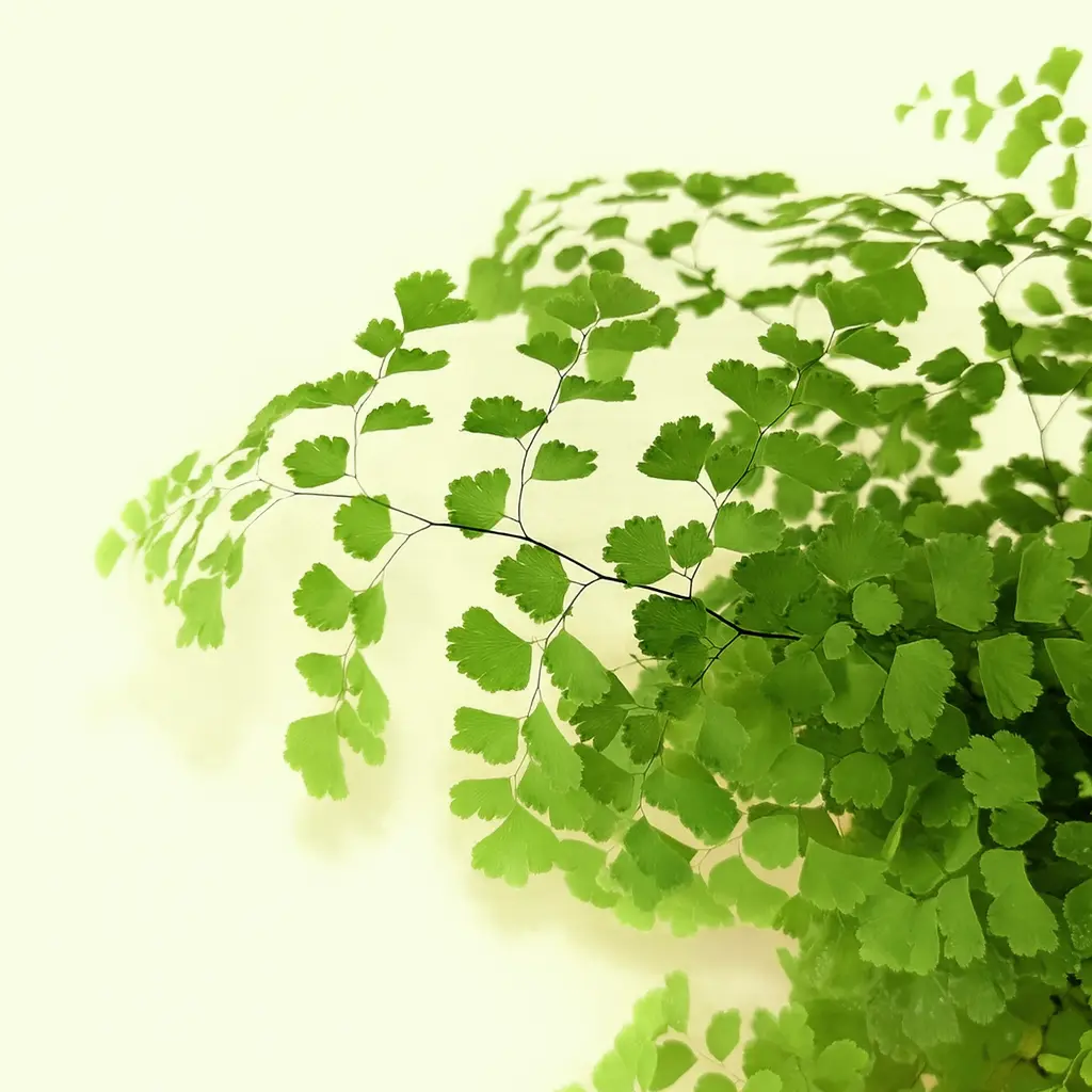 Адиантум Фрагранс 14/35