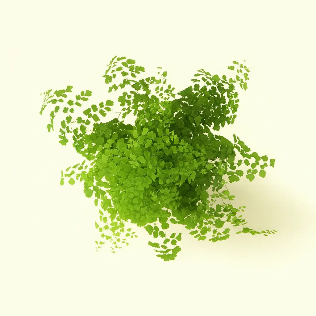 Адиантум Фрагранс 14/35