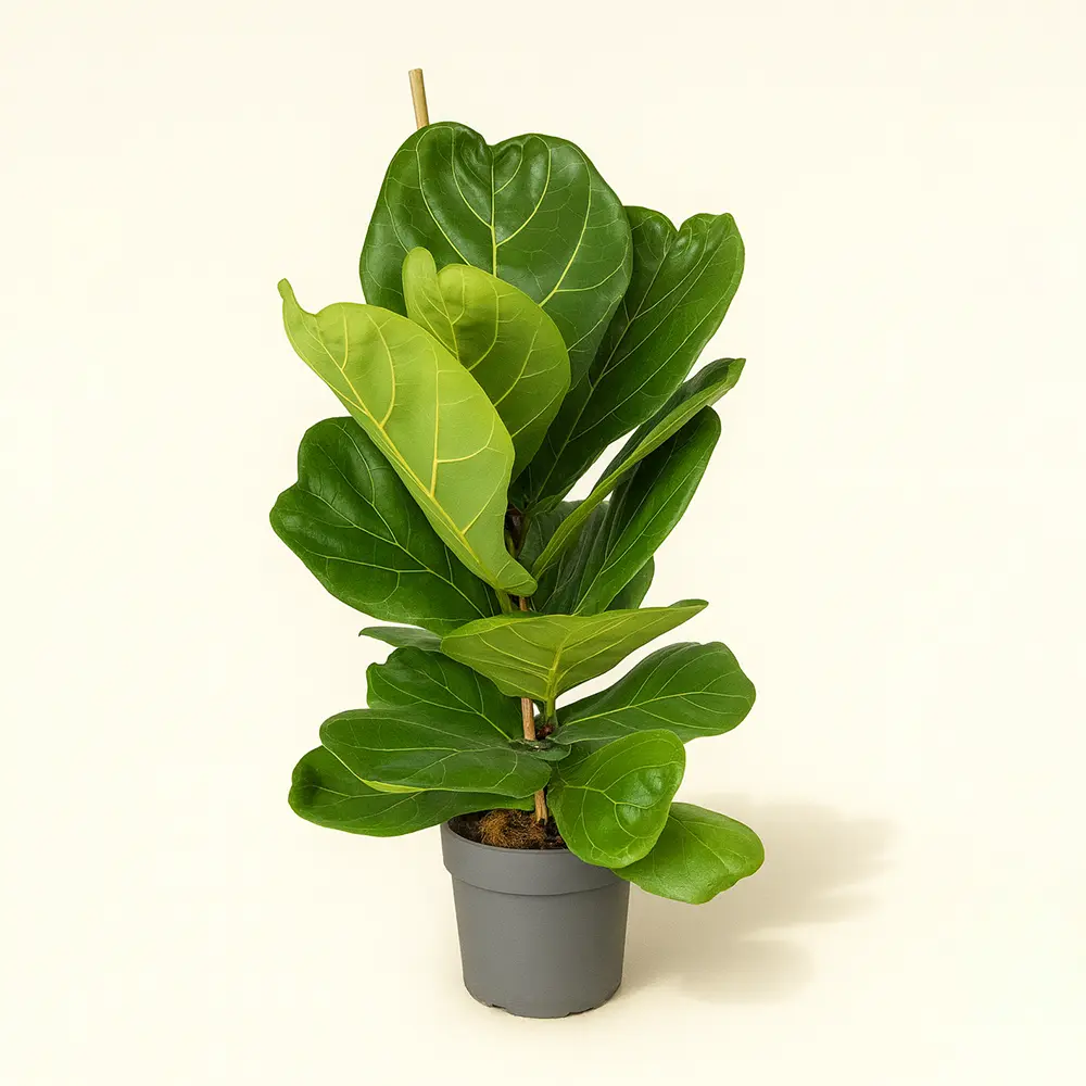 Фикус Лирата Колумнарис 17/60