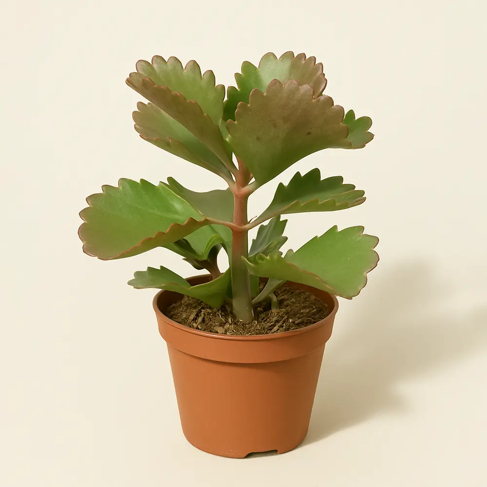 Каланхое Шестиугольное 8/15