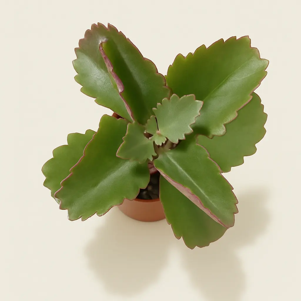 Каланхое Шестиугольное 8/15