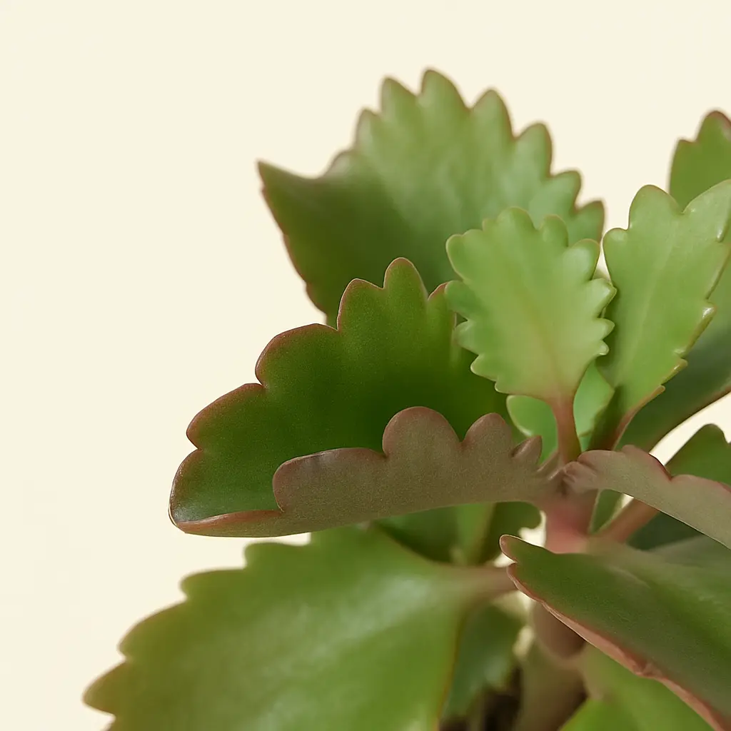 Каланхое Шестиугольное 8/15