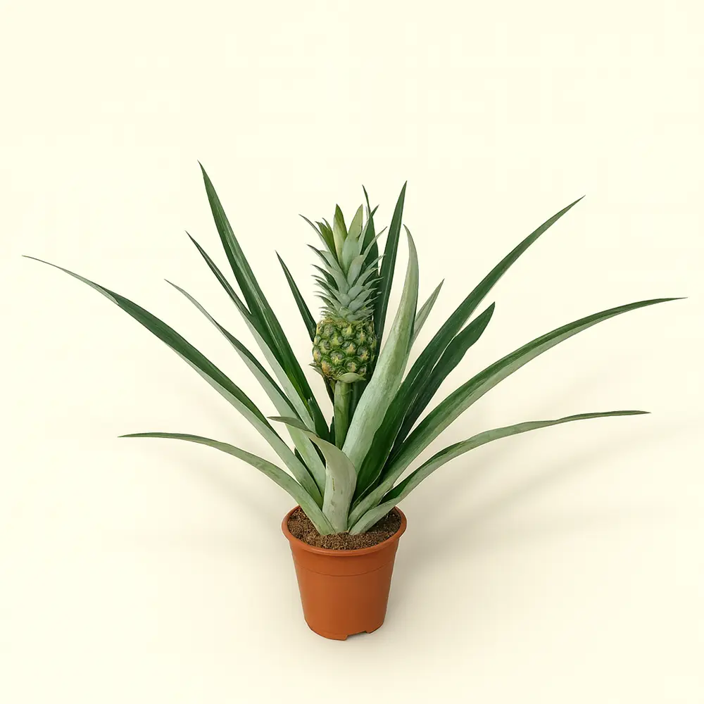 Ананас Чампака 14/55