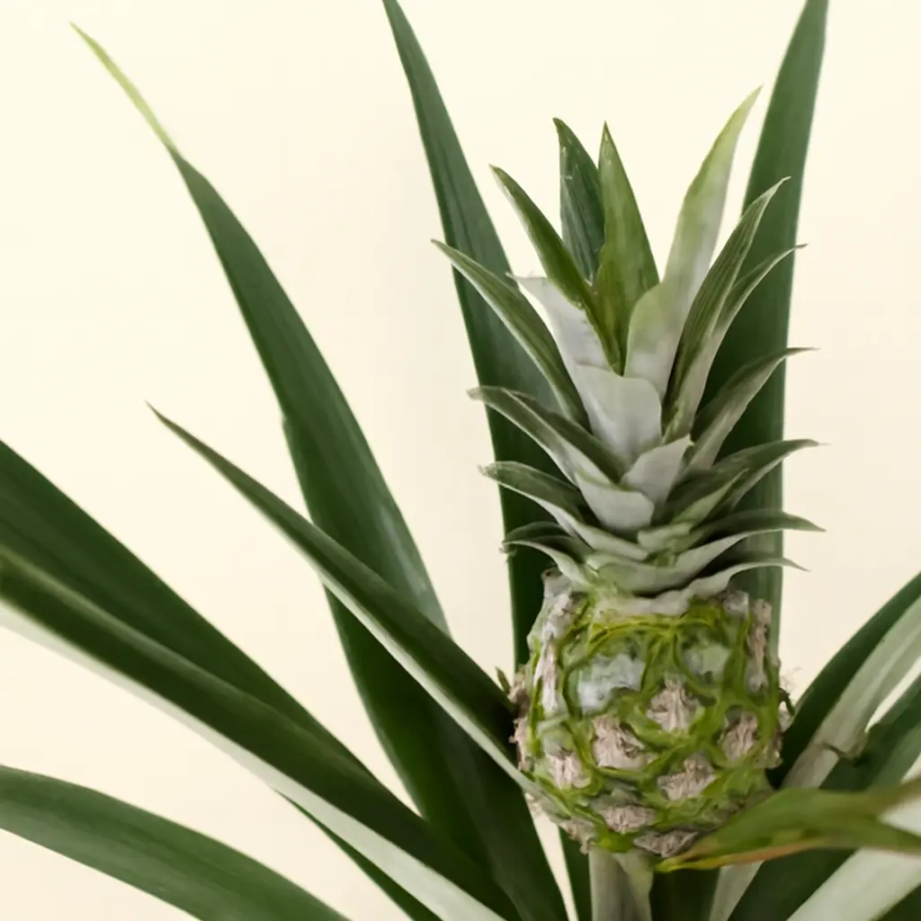 Ананас Чампака 14/55