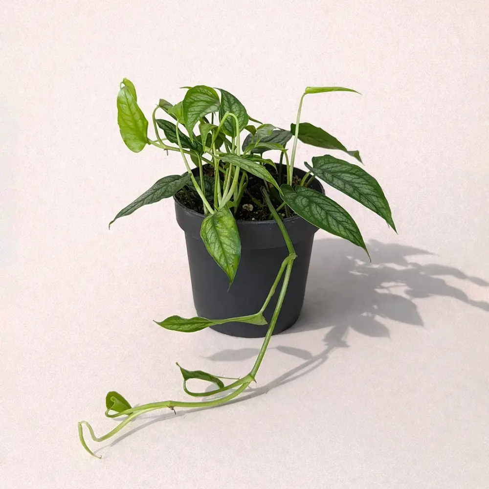 Монстера Сильтепекана 12/30