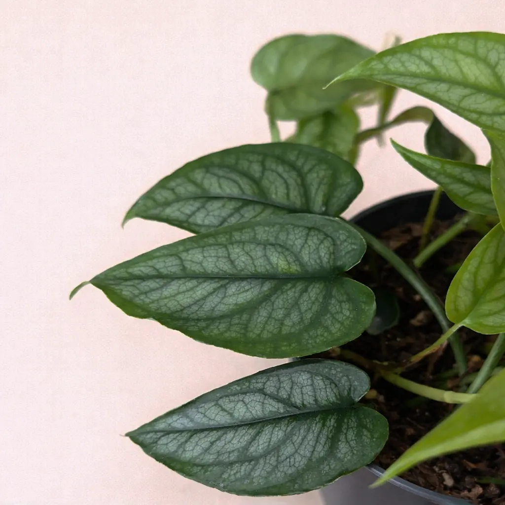 Монстера Сильтепекана 12/30