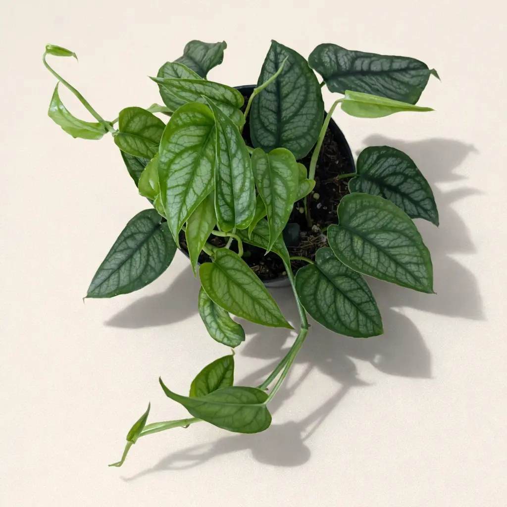 Монстера Сильтепекана 12/30